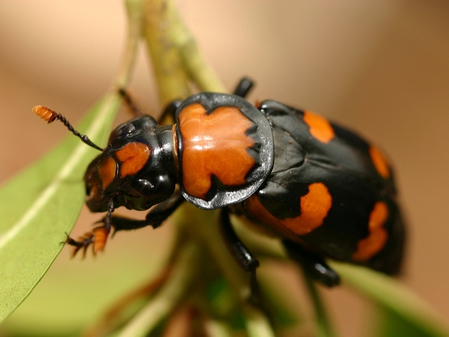 Все о жуках в Похвистнево | ЗооТом портал о животных