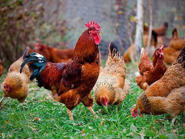 Породы куриц | ЗооТом - продажа, вязка и услуги для животных в Похвистнево