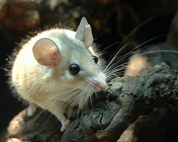 Все о мышах в Похвистнево | ЗооТом - продажа, вязка и услуги для животных в Похвистнево