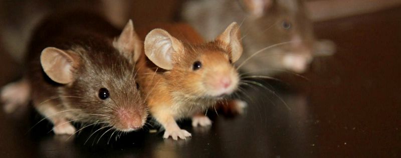 Все о мышах в Похвистнево | ЗооТом - продажа, вязка и услуги для животных в Похвистнево