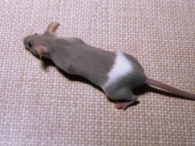 Породы мышей | ЗооТом - продажа, вязка и услуги для животных в Похвистнево