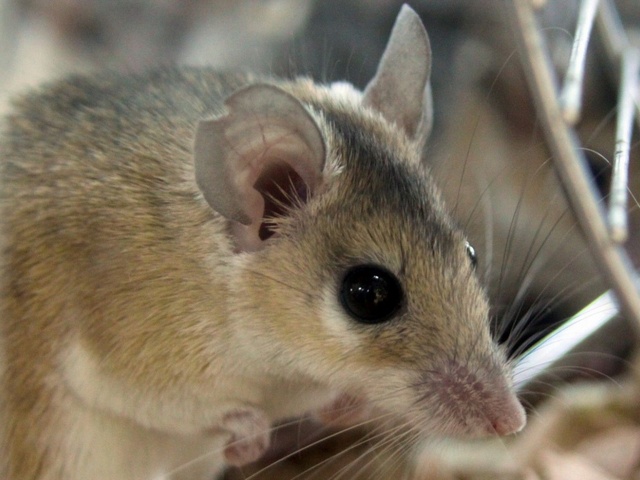 Содержание мышей и уход за ними в Похвистнево | ЗооТом - продажа, вязка и услуги для животных в Похвистнево