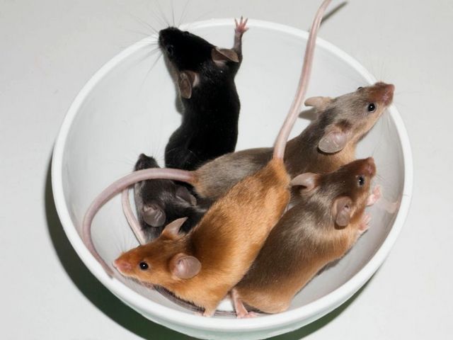 Содержание мышей и уход за ними в Похвистнево | ЗооТом - продажа, вязка и услуги для животных в Похвистнево
