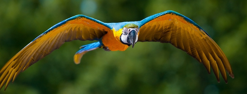 Все о попугаях в Похвистнево | ЗооТом портал о животных