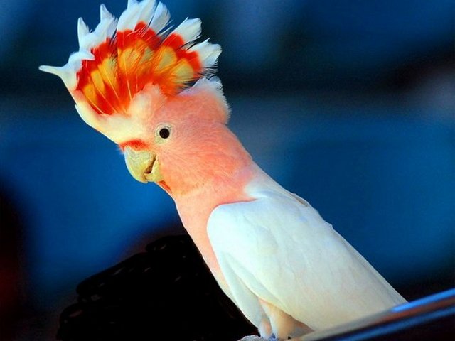 Породы попугаев | ЗооТом - продажа, вязка и услуги для животных в Похвистнево