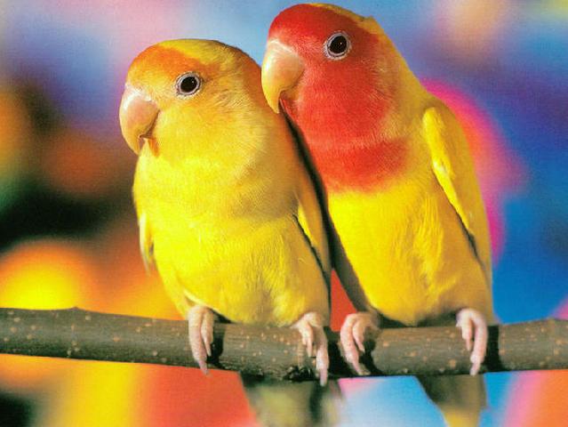 Породы попугаев | ЗооТом - продажа, вязка и услуги для животных в Похвистнево