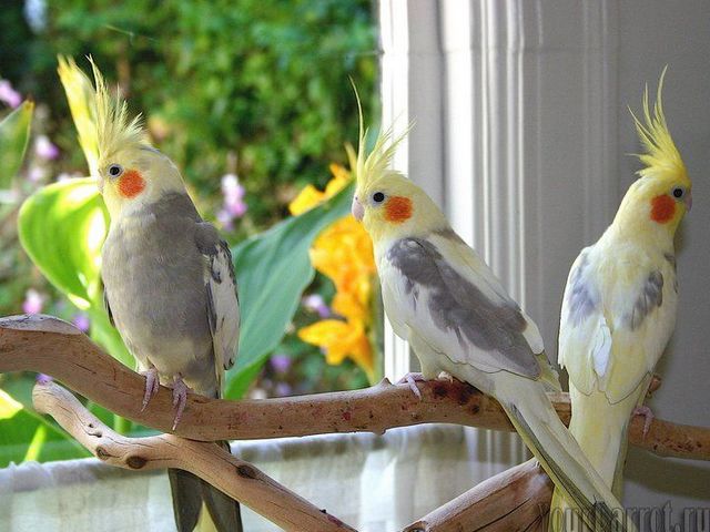 Содержание попугаев и уход за ними | ЗооТом - продажа, вязка и услуги для животных в Похвистнево