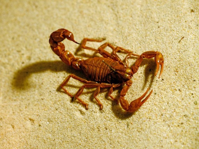Породы скорпионов в Похвистнево | ЗооТом портал о животных