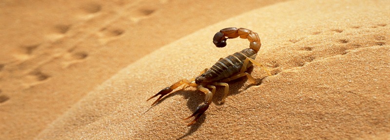 Все о скорпионах в Похвистнево | ЗооТом портал о животных