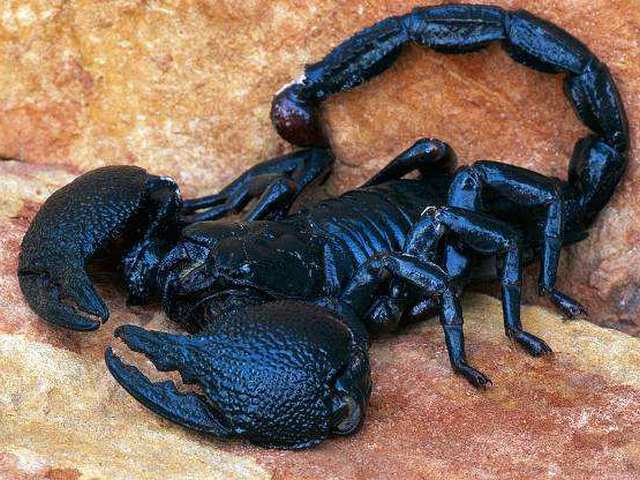Все о скорпионах в Похвистнево | ЗооТом портал о животных
