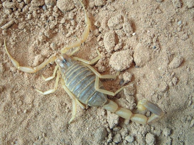 Содержание скорпионов и уход за ними в Похвистнево | ЗооТом портал о животных