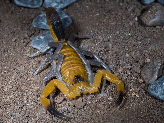 Содержание скорпионов и уход за ними в Похвистнево | ЗооТом портал о животных