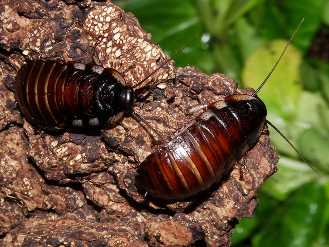 Породы тараканов в Похвистнево | ЗооТом портал о животных