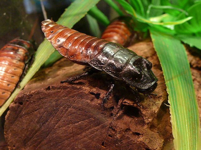 Содержание тараканов и уход за ними в Похвистнево | ЗооТом портал о животных