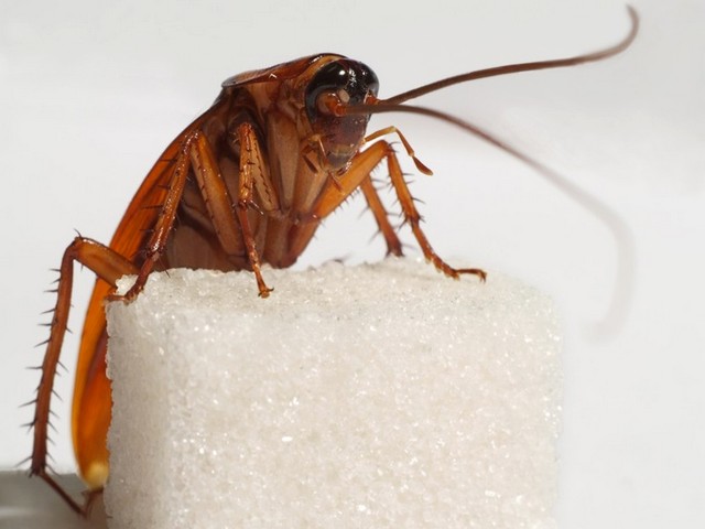 Все о тараканах в Похвистнево | ЗооТом портал о животных