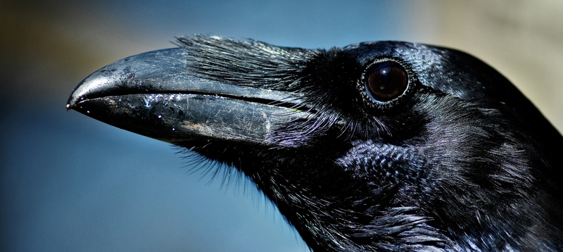 Все о воронах в Похвистнево | ЗооТом портал о животных