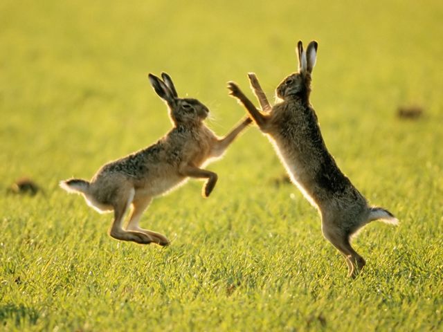 Породы зайцев | ЗооТом - продажа, вязка и услуги для животных в Похвистнево