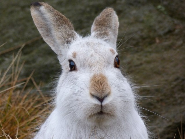 Содержание зайцев и уход за ними | ЗооТом - продажа, вязка и услуги для животных в Похвистнево