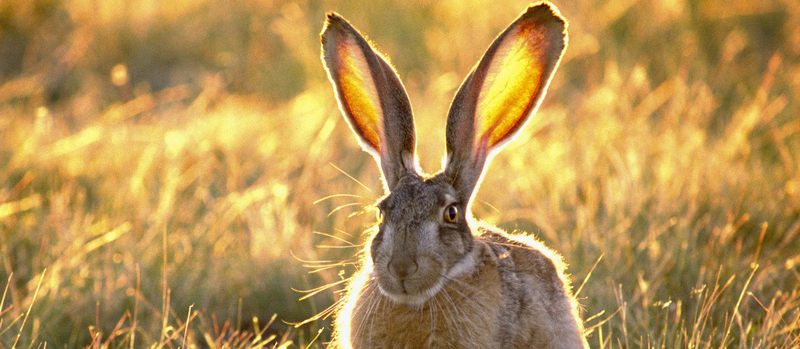 Все о зайцах | ЗооТом - продажа, вязка и услуги для животных в Похвистнево