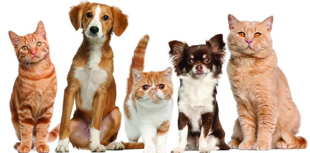 Доска объявлений о животных | ЗооТом - продажа, вязка и услуги для животных в Похвистнево