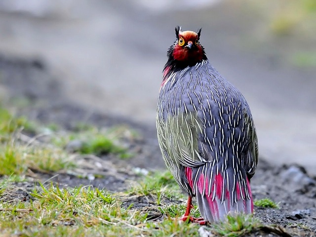 Все о фазанах в Похвистнево | ЗооТом портал о животных