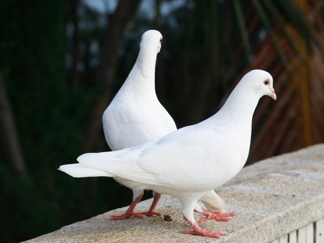 Все о голубях | ЗооТом - продажа, вязка и услуги для животных в Похвистнево