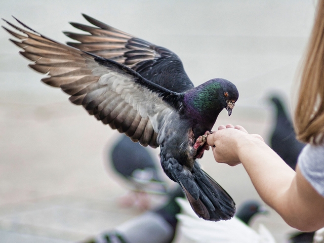 Все о голубях | ЗооТом - продажа, вязка и услуги для животных в Похвистнево