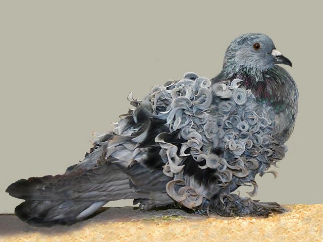 Породы голубей | ЗооТом - продажа, вязка и услуги для животных в Похвистнево