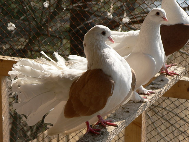 Содержание голубей и уход за ними в Похвистнево