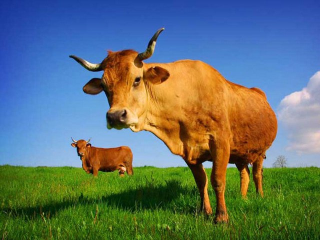 Все о коровах в Похвистнево | ЗооТом портал о животных