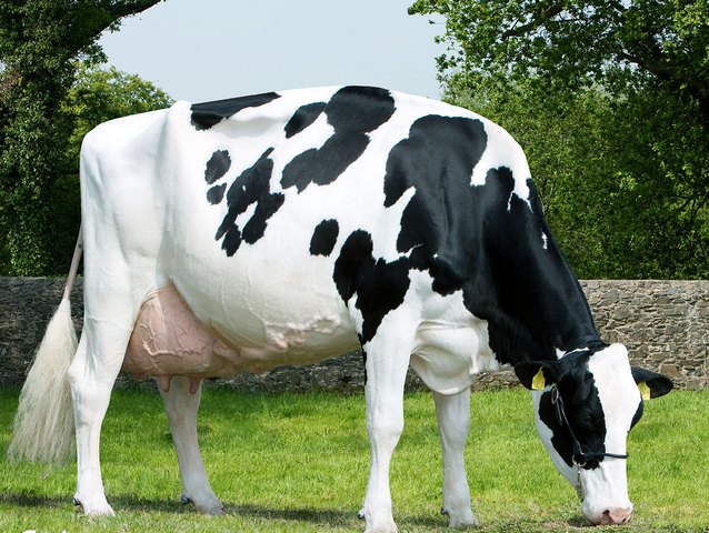 Породы коров в Похвистнево | ЗооТом портал о животных