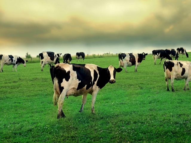 Содержание коров и уход за ними в Похвистнево | ЗооТом портал о животных