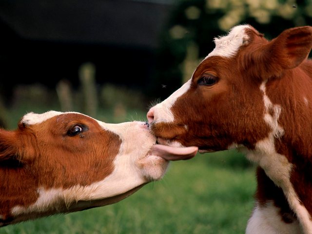 Статьи о коровах в Похвистнево | ЗооТом портал о животных