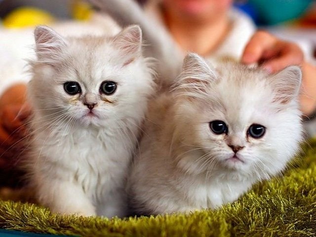 Породы кошек в Похвистнево | ЗооТом портал о животных