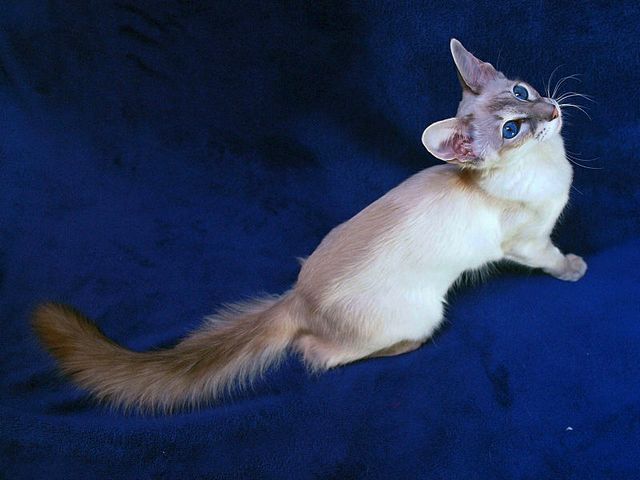 Выведенные породы кошек в Похвистнево | ЗооТом портал о животных