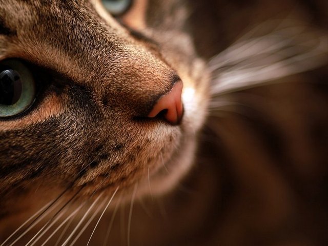 Статьи о кошках в Похвистнево | ЗооТом портал о животных