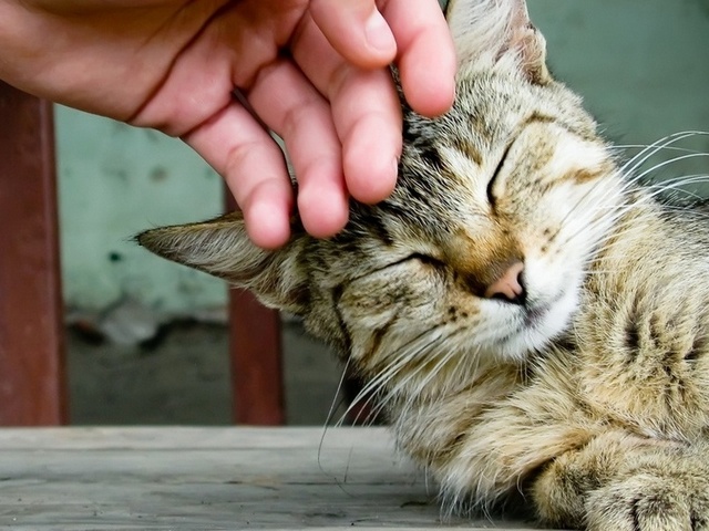 Интересные статьи о кошках в Похвистнево | ЗооТом портал о животных