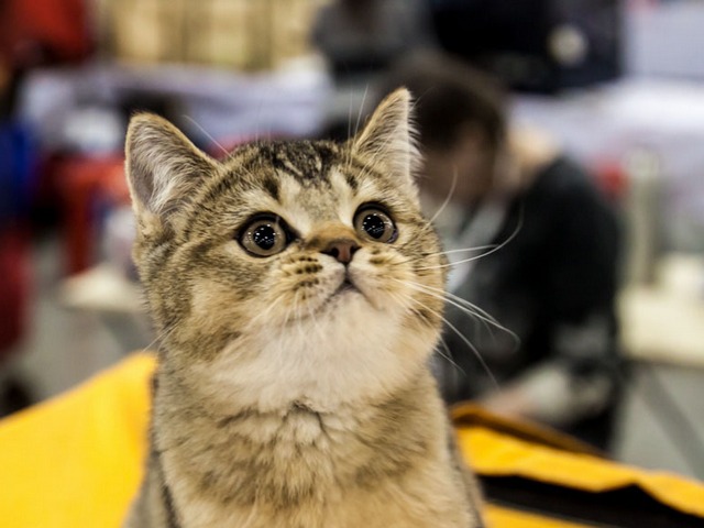 Выставки кошек в Похвистнево | ЗооТом портал о животных