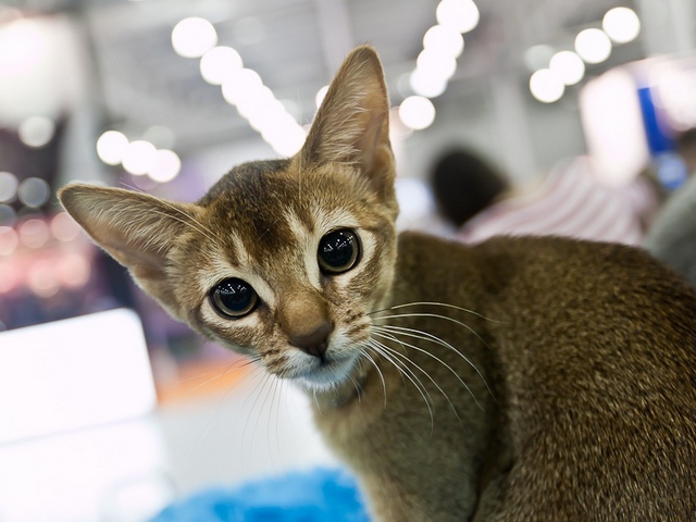 Выставки кошек в Похвистнево | ЗооТом портал о животных