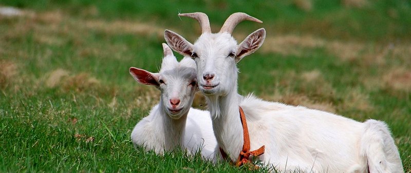 Все о козах в Похвистнево | ЗооТом портал о животных