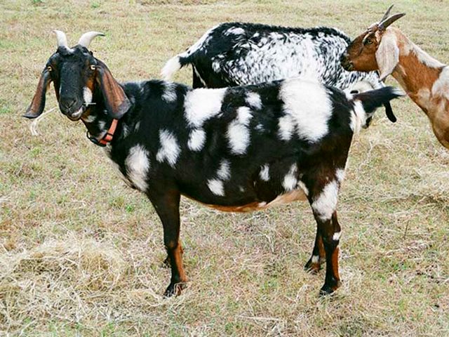 Породы коз в Похвистнево | ЗооТом портал о животных
