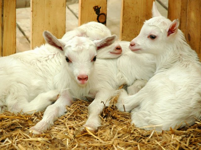 Содержание коз и уход за ними в Похвистнево | ЗооТом портал о животных