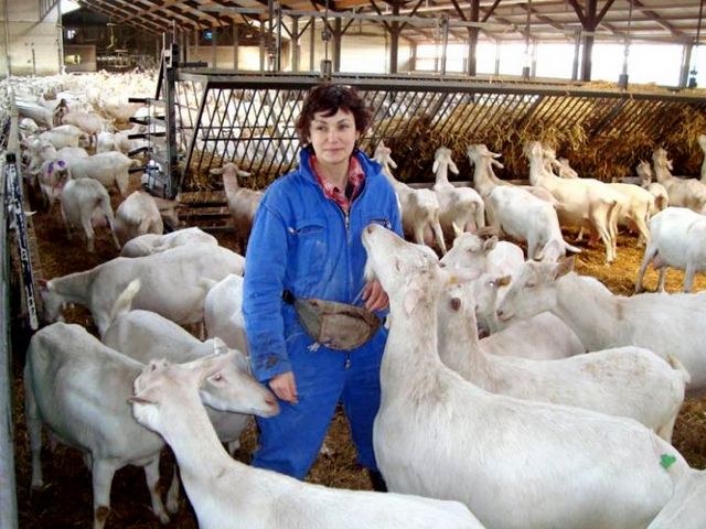 Содержание коз и уход за ними в Похвистнево | ЗооТом портал о животных