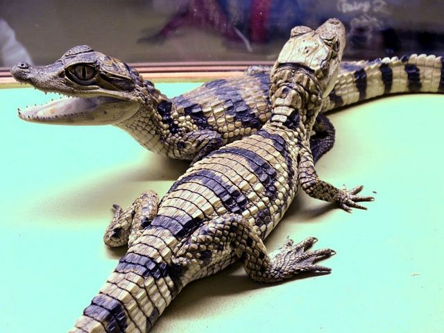 Все о крокодилах в Похвистнево | ЗооТом портал о животных