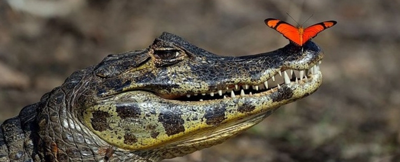 Все о крокодилах в Похвистнево | ЗооТом портал о животных