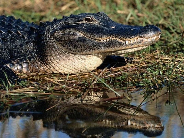 Породы крокодилов в Похвистнево | ЗооТом портал о животных