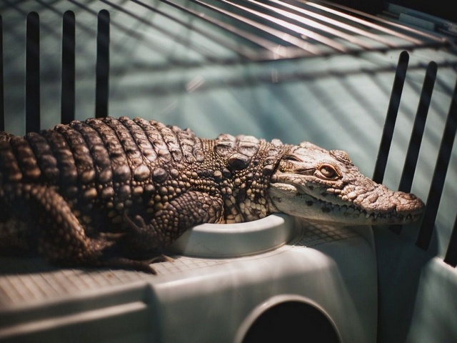 Содержание крокодилов и уход за ними в Похвистнево | ЗооТом портал о животных