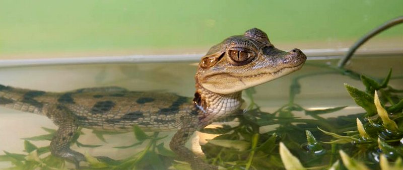 Содержание крокодилов и уход за ними в Похвистнево | ЗооТом портал о животных