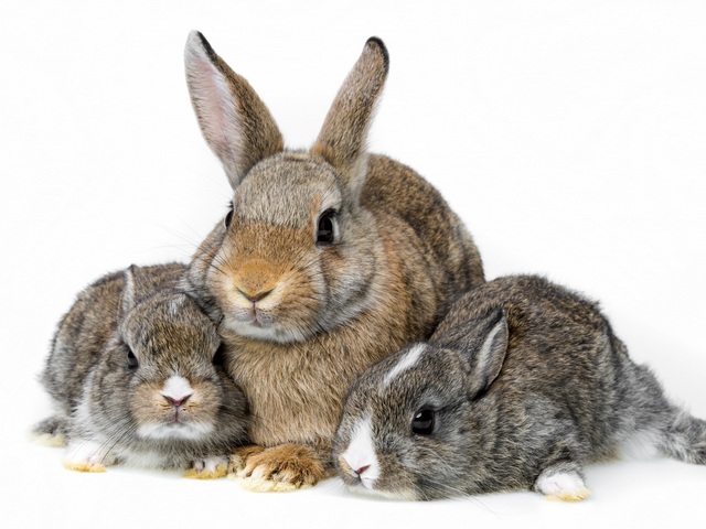 Все о кроликах в Похвистнево | ЗооТом портал о животных