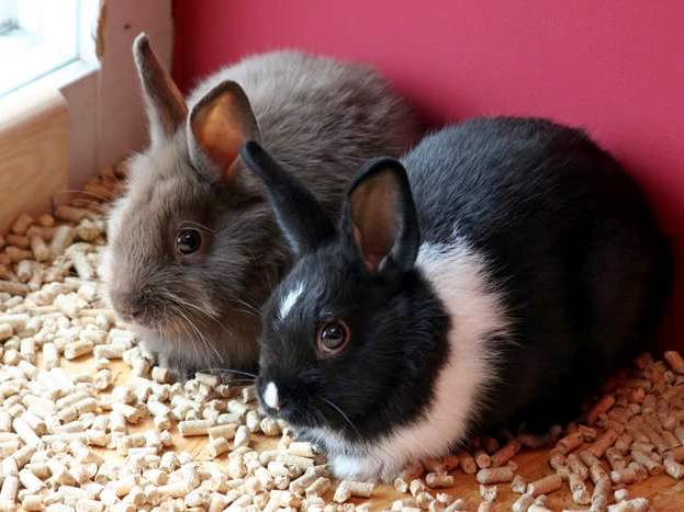 Содержание кроликов и уход за ними в Похвистнево | ЗооТом портал о животных